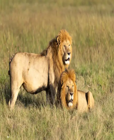 Maasai Mara