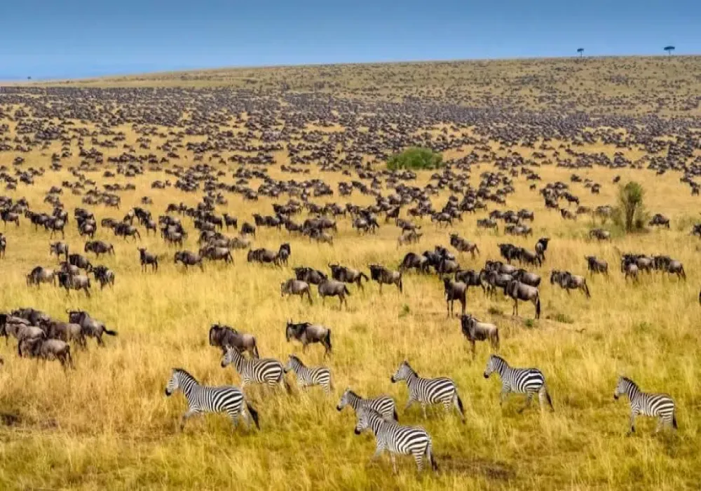 6-Day Safari Itinerary: Lake Naivasha &amp; Masai Mara Game Reserve