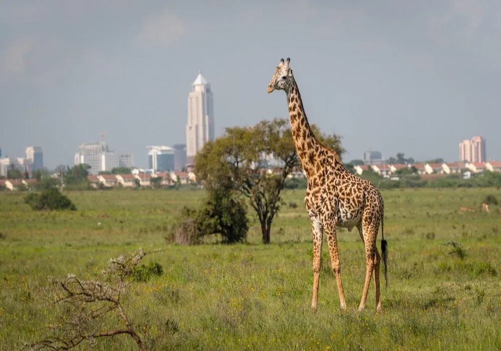 2 Days Nairobi National Pack Landcruiser Package
