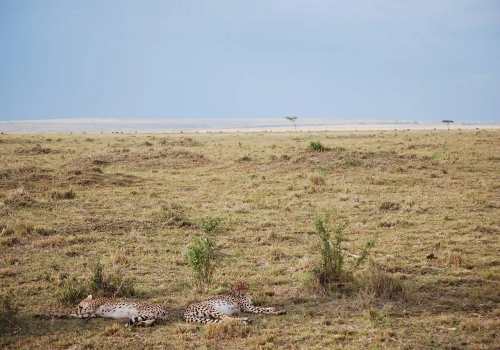 5 Days Luxury Lake Naivasha, Lake Nakuru &amp; Masai Mara
