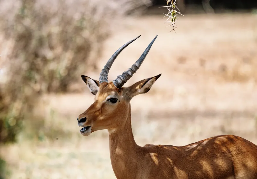 5 Days Luxury Lake Naivasha, Lake Nakuru &amp; Masai Mara