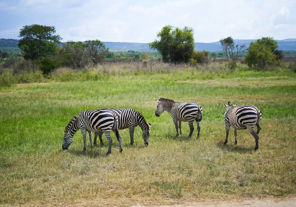 5 Days Luxury Lake Naivasha, Lake Nakuru &amp; Masai Mara