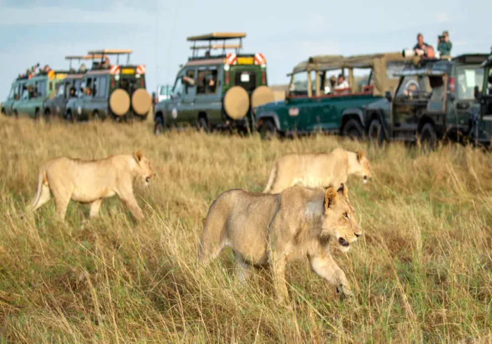 5 Days Tsavo West And Diani Beach Expedition