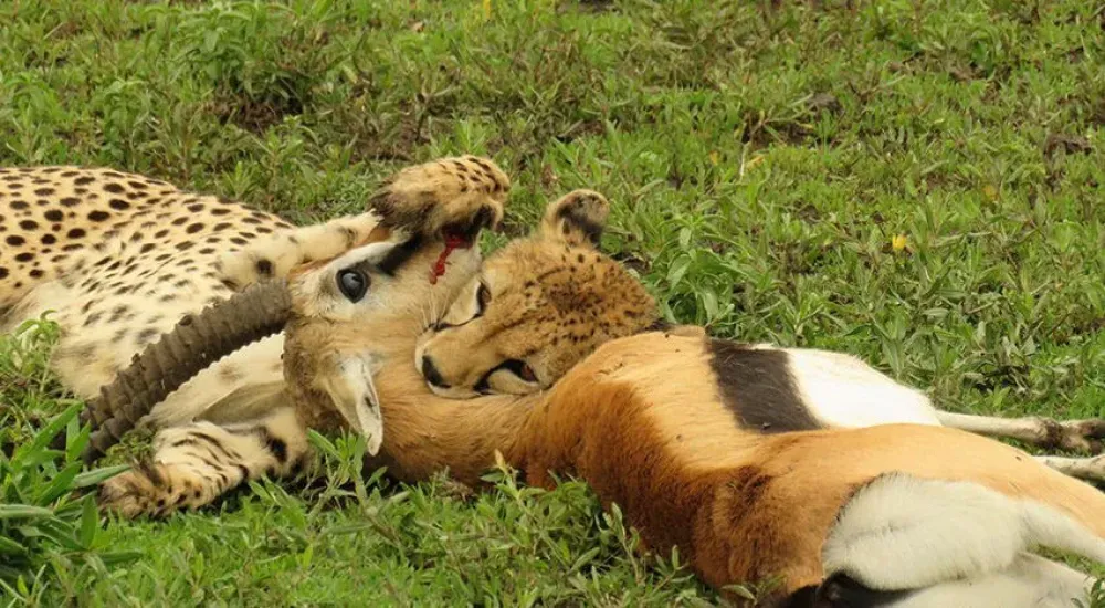 6-Day Safari Itinerary: Lake Naivasha & Masai Mara Game Reserve