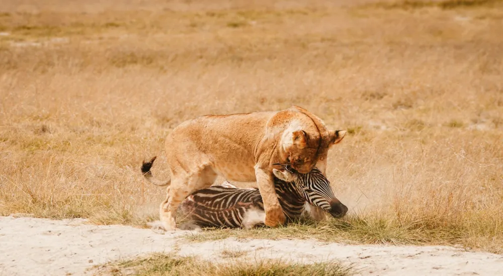 5 Days Luxury Lake Naivasha, Lake Nakuru & Masai Mara