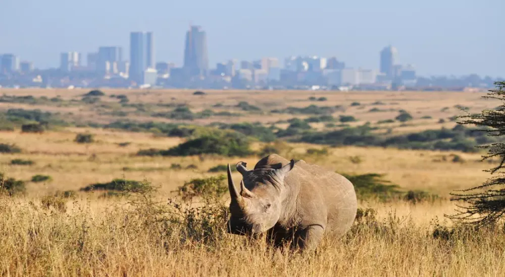 2 Days Nairobi National Pack Landcruiser Package